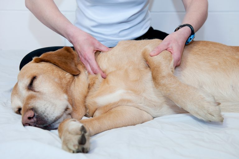 Terapia asistida con perros Dogs & Us Terapia asistida con perros Dogs & Us